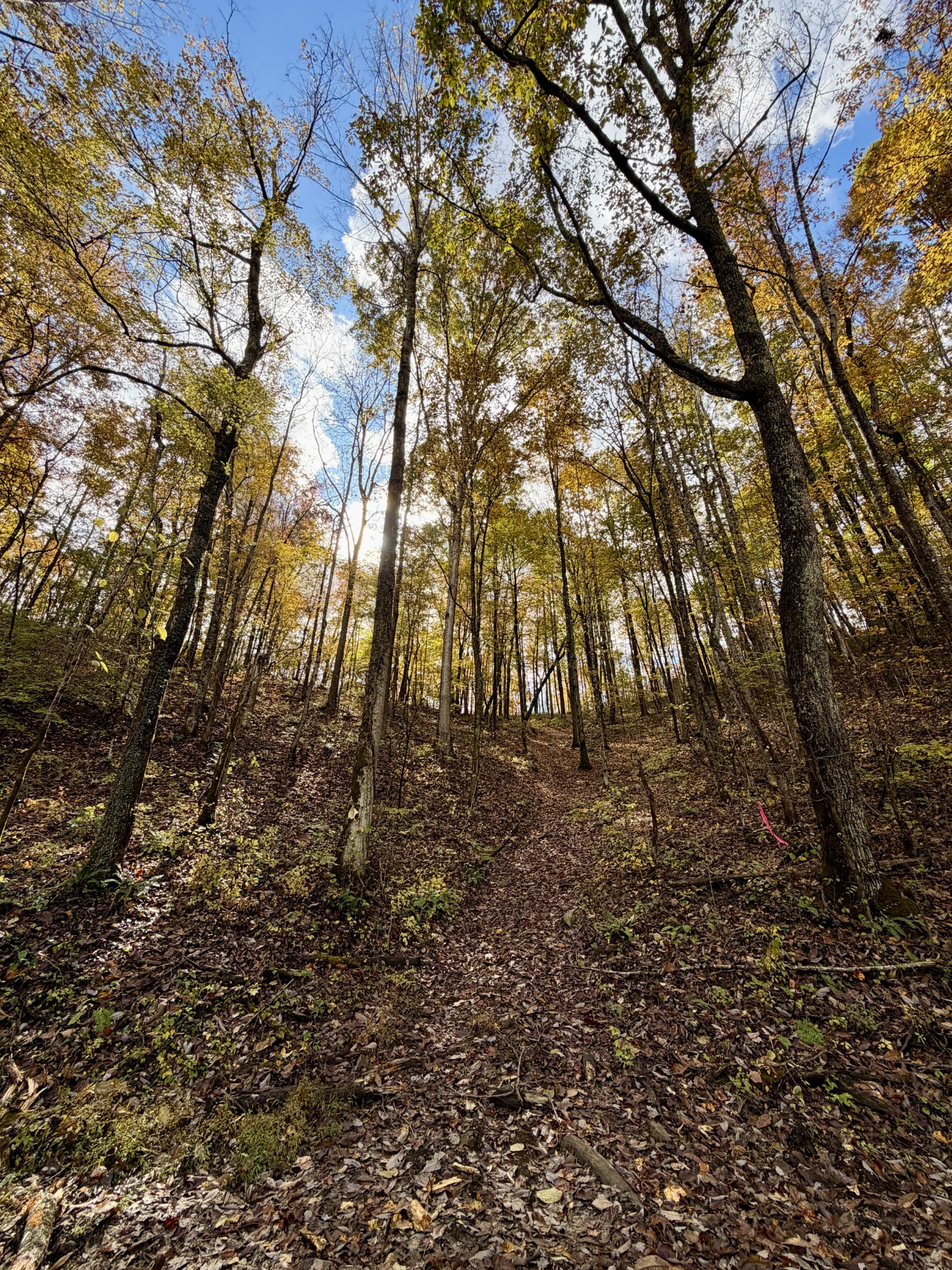 1 East Robbins Road East Robbins, TN 37852 - Photo 72 of 76 a view of a yard with lots of trees