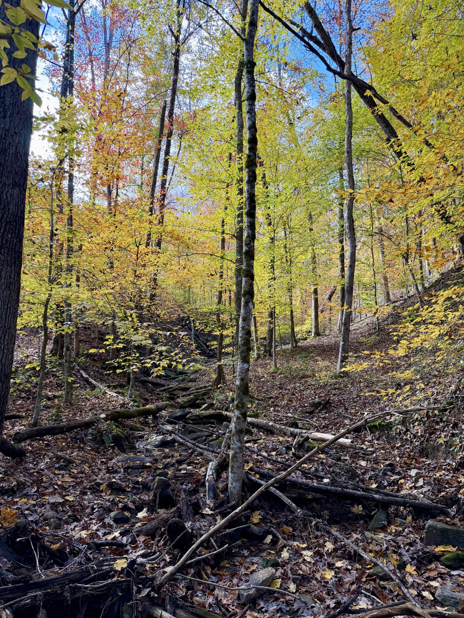 1 East Robbins Road East Robbins, TN 37852 - Photo 9 of 76 a view of a backyard of the house