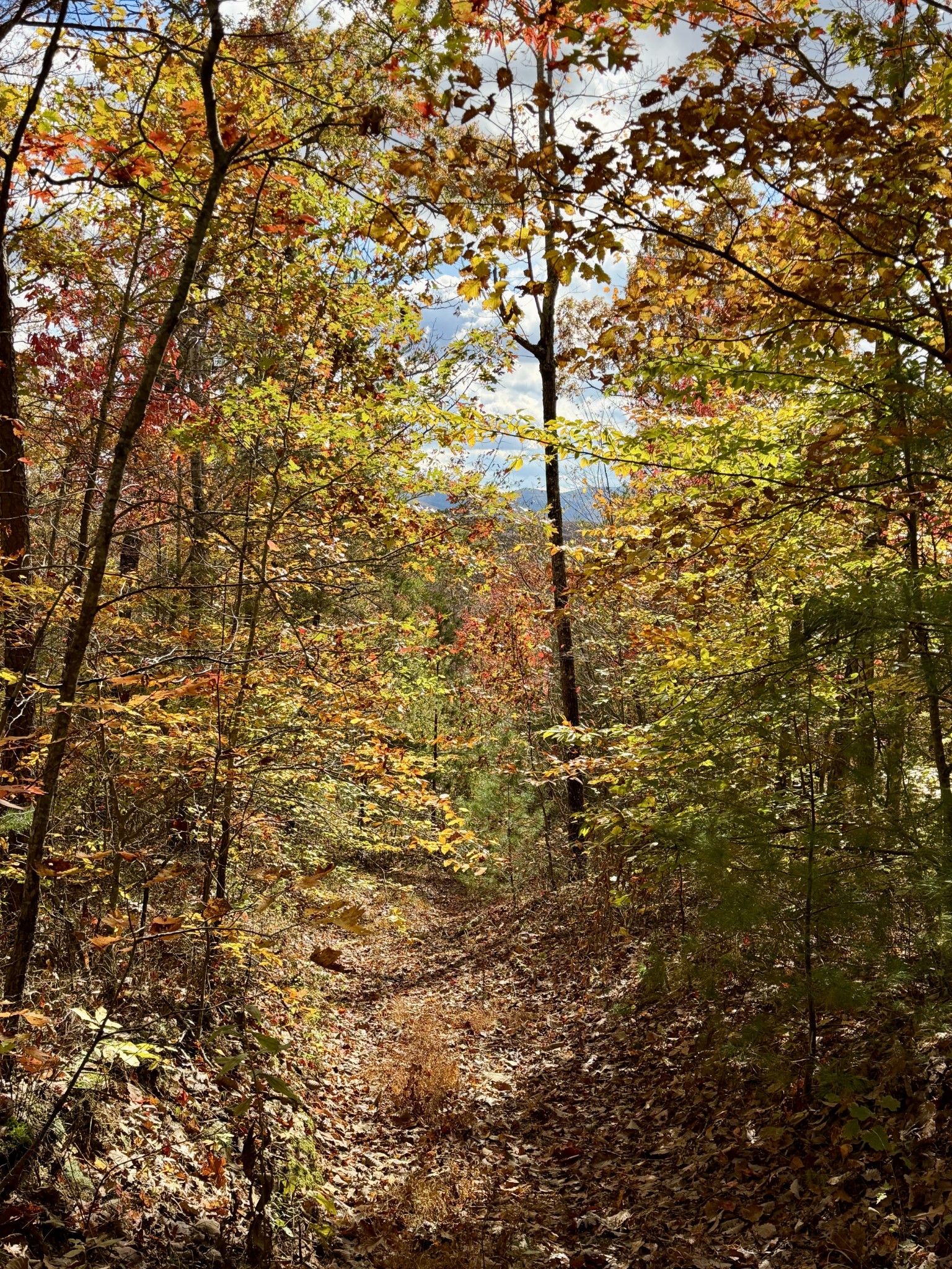 1 East Robbins Road East Robbins, TN 37852 - Photo 10 of 76 a view of a tree with a yard