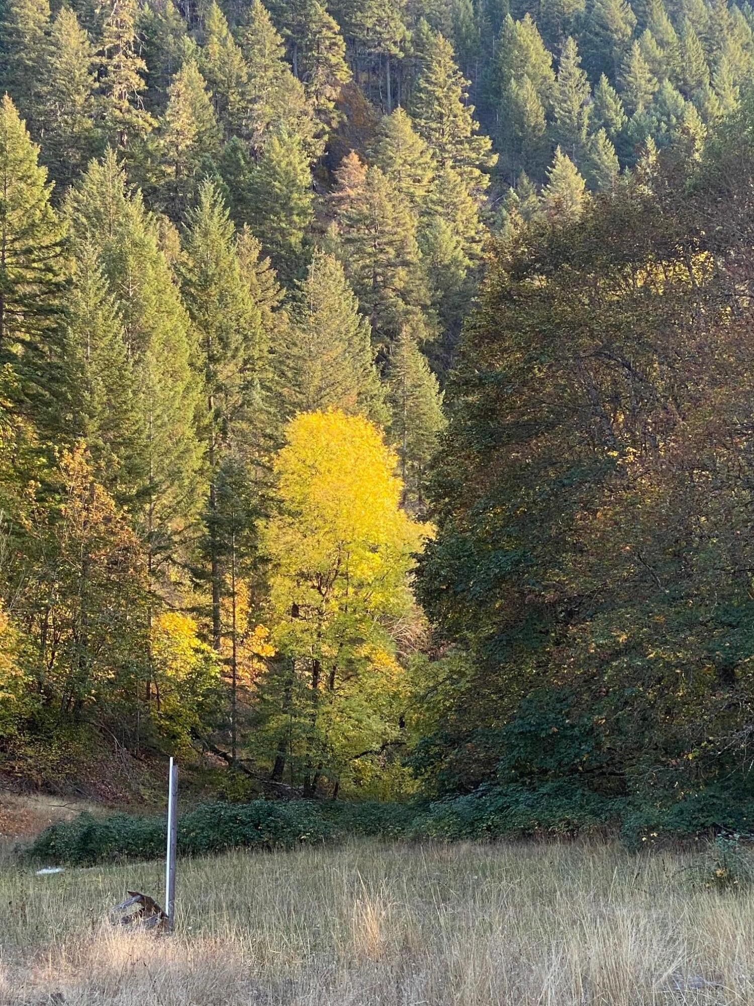 0 Elk Creek Road, Unit 500 Trail, OR 97541 - Photo 29 of 44 IMG_3649