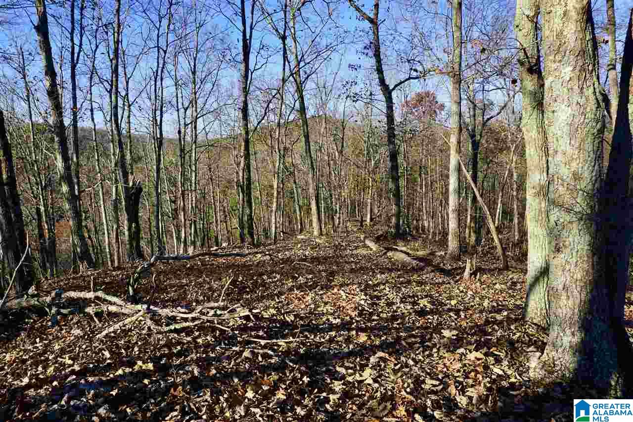 0 Whites Gap Road Jacksonville, AL 36265 - Photo 10 of 31