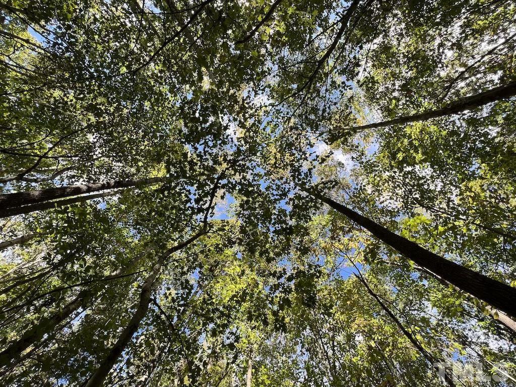 1 Sims Bridge Road Kittrell, NC 27544 - Photo 12 of 30 a view of a tree with a plant