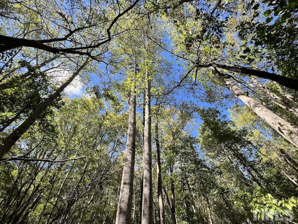1 Sims Bridge Road Kittrell, NC 27544 - Photo 3 of 30 a picture of tree