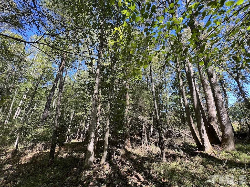 1 Sims Bridge Road Kittrell, NC 27544 - Photo 6 of 30 a view of a forest