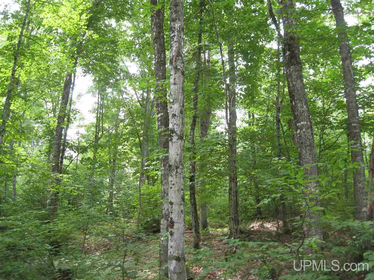 0 Rhody Cr, Unit CARTER LAKE RDP Seney, MI 49883 - Photo 13 of 36