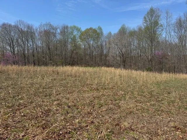 a view of a yard with a tree