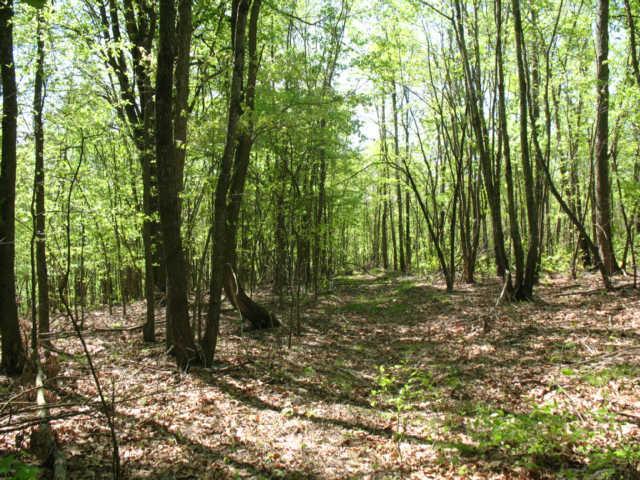 All wooded acreage tract with nice young timber.