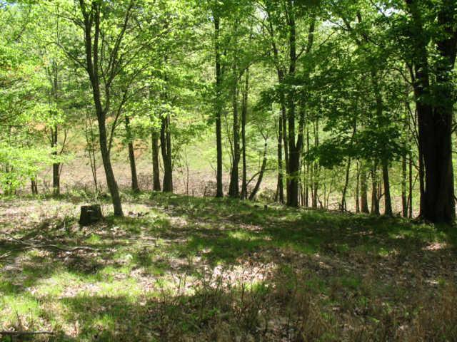 0 Hogfoot Road Liberty, TN 37095 - Photo 12 of 18