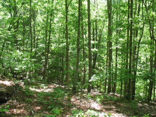 0 Hogfoot Road Liberty, TN 37095 - Photo 13 of 18