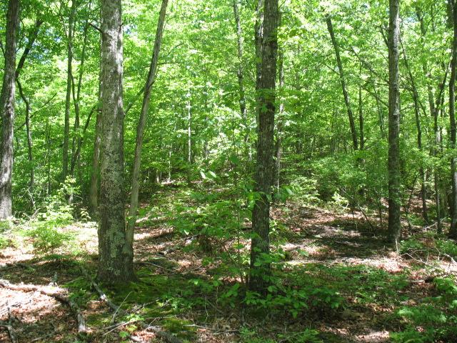 0 Hogfoot Road Liberty, TN 37095 - Photo 14 of 18
