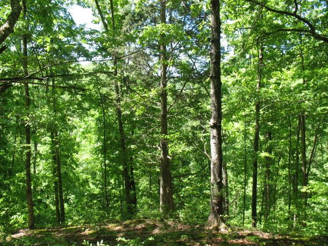 0 Hogfoot Road Liberty, TN 37095 - Photo 15 of 18