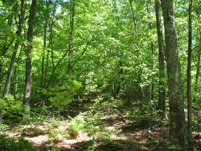 0 Hogfoot Road Liberty, TN 37095 - Photo 16 of 18