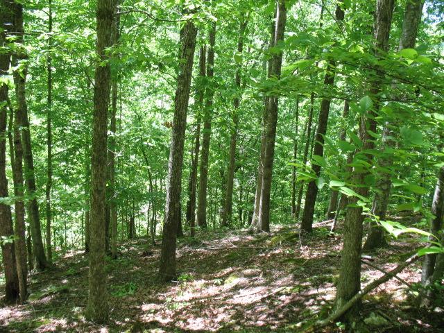 0 Hogfoot Road Liberty, TN 37095 - Photo 17 of 18