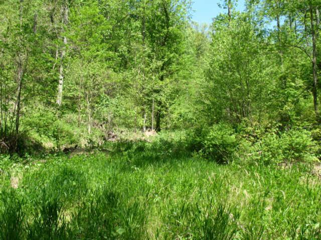 0 Hogfoot Road Liberty, TN 37095 - Photo 2 of 18 Property was select cut approx. 8 years ago but was done nicely.