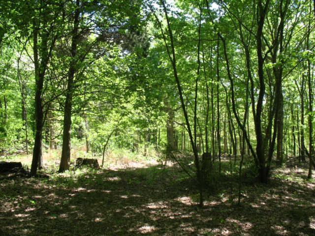 0 Hogfoot Road Liberty, TN 37095 - Photo 3 of 18 Lots of Deer and Turkey Sign on Property.