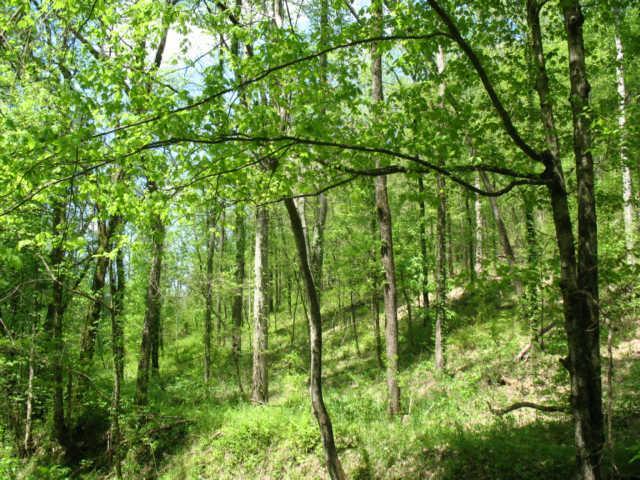 0 Hogfoot Road Liberty, TN 37095 - Photo 4 of 18 Several potential building sites. Perfect place for a log home setting!