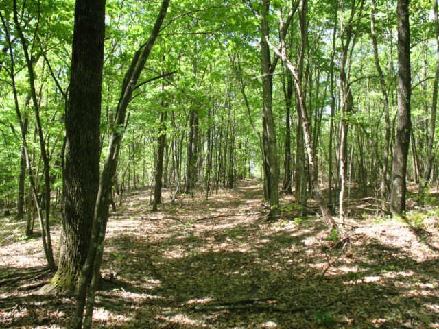 0 Hogfoot Road Liberty, TN 37095 - Photo 6 of 18 Several Access trails throughout property. Great for trail riding or hunting access.