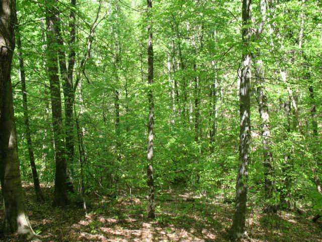 0 Hogfoot Road Liberty, TN 37095 - Photo 7 of 18