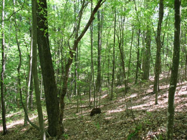0 Hogfoot Road Liberty, TN 37095 - Photo 8 of 18