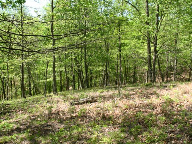 0 Hogfoot Road Liberty, TN 37095 - Photo 10 of 18
