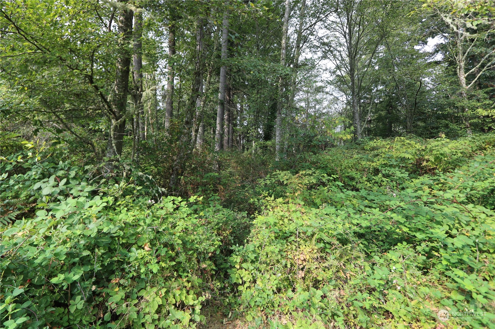 124-xx Southwest Cove Road Vashon, WA 98070 - Photo 1 of 22 a view of a lush green forest