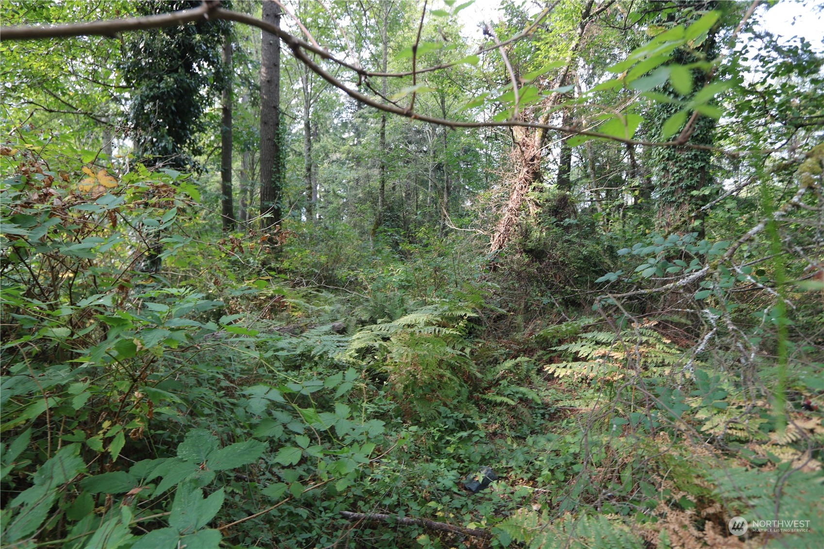 124-xx Southwest Cove Road Vashon, WA 98070 - Photo 11 of 22 a view of a forest with a tree