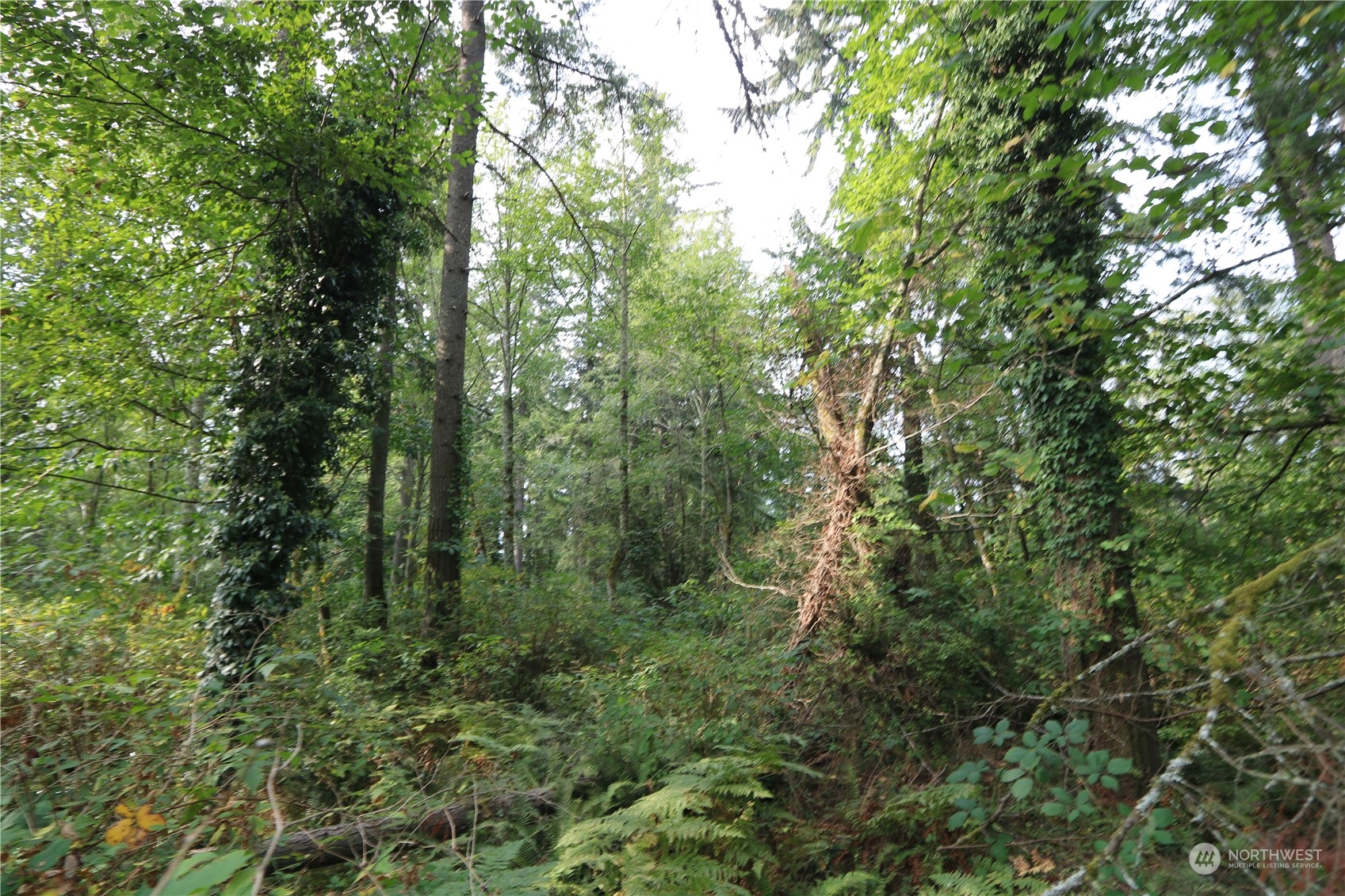 124-xx Southwest Cove Road Vashon, WA 98070 - Photo 13 of 22 a view of a lush green forest