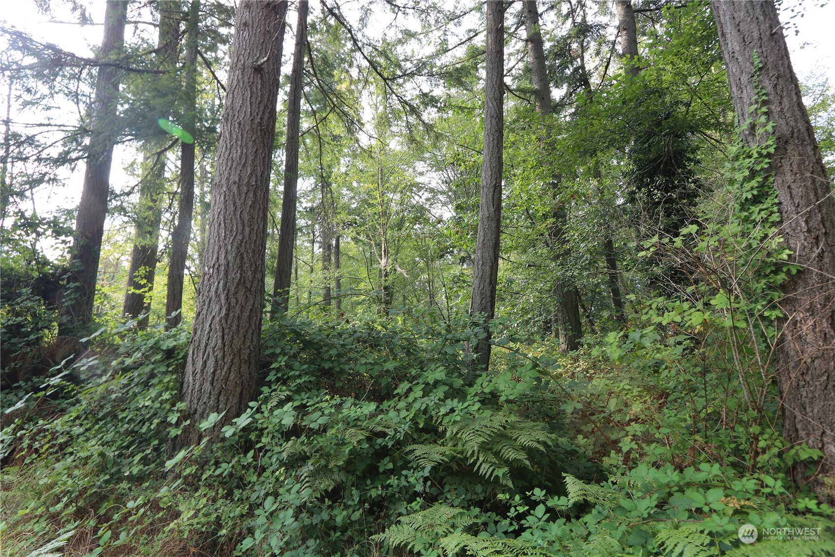 124-xx Southwest Cove Road Vashon, WA 98070 - Photo 14 of 22 a view of a forest