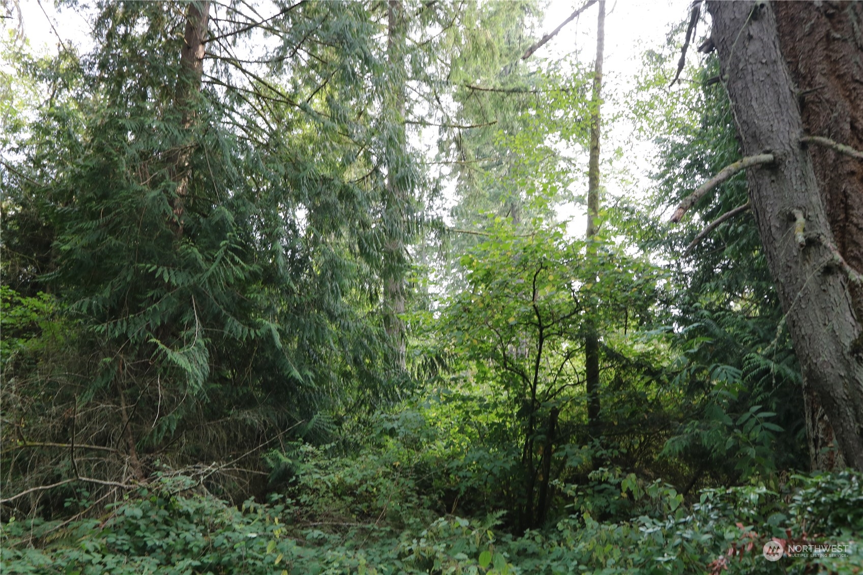 124-xx Southwest Cove Road Vashon, WA 98070 - Photo 16 of 22 a view of a lush green forest