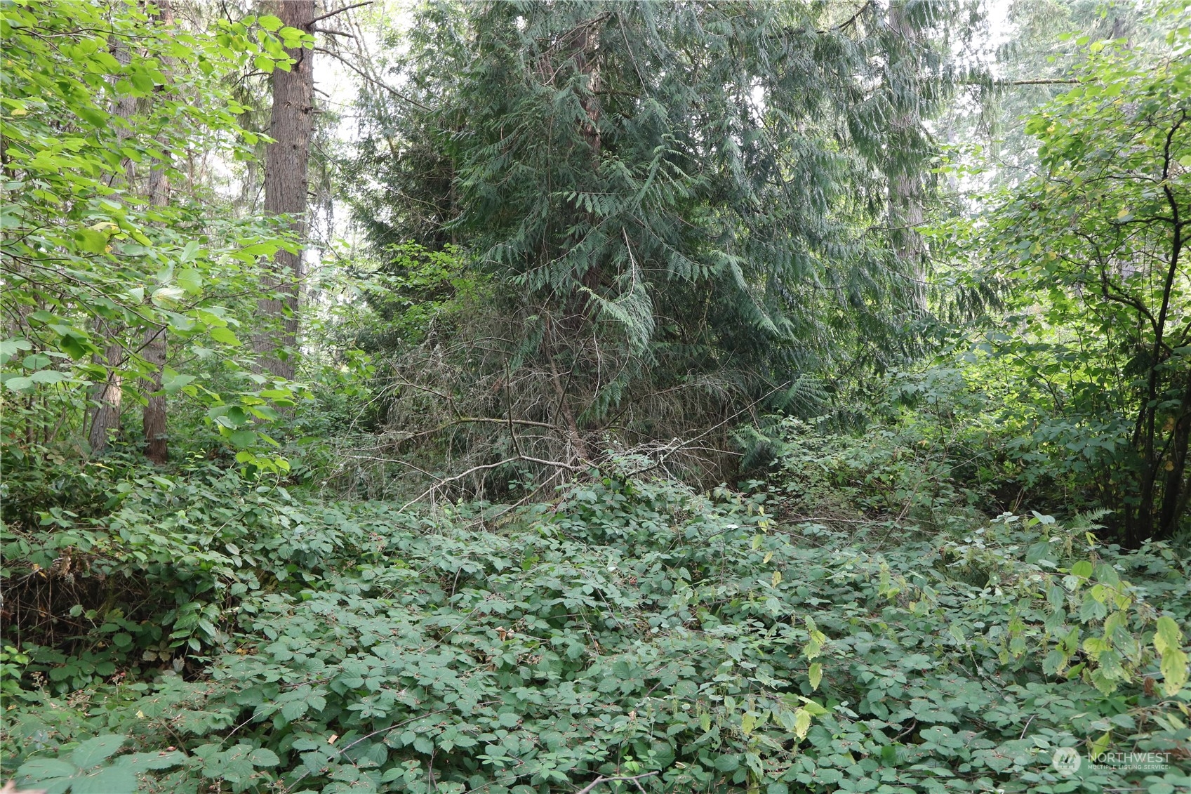 124-xx Southwest Cove Road Vashon, WA 98070 - Photo 17 of 22 a view of a lush green forest