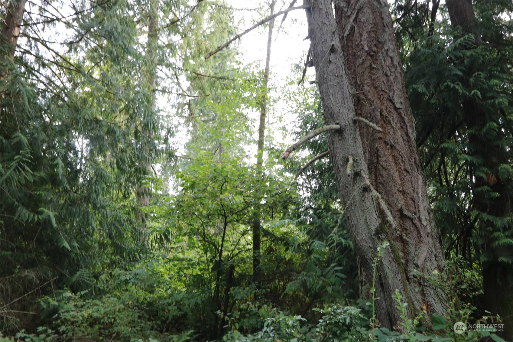 124-xx Southwest Cove Road Vashon, WA 98070 - Photo 18 of 22 a view of a tree in a yard