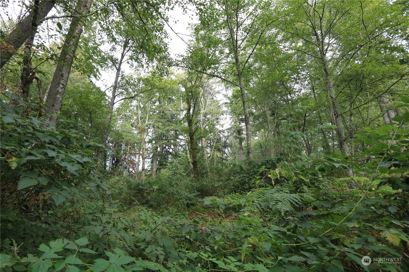 124-xx Southwest Cove Road Vashon, WA 98070 - Photo 19 of 22 a view of a lush green forest
