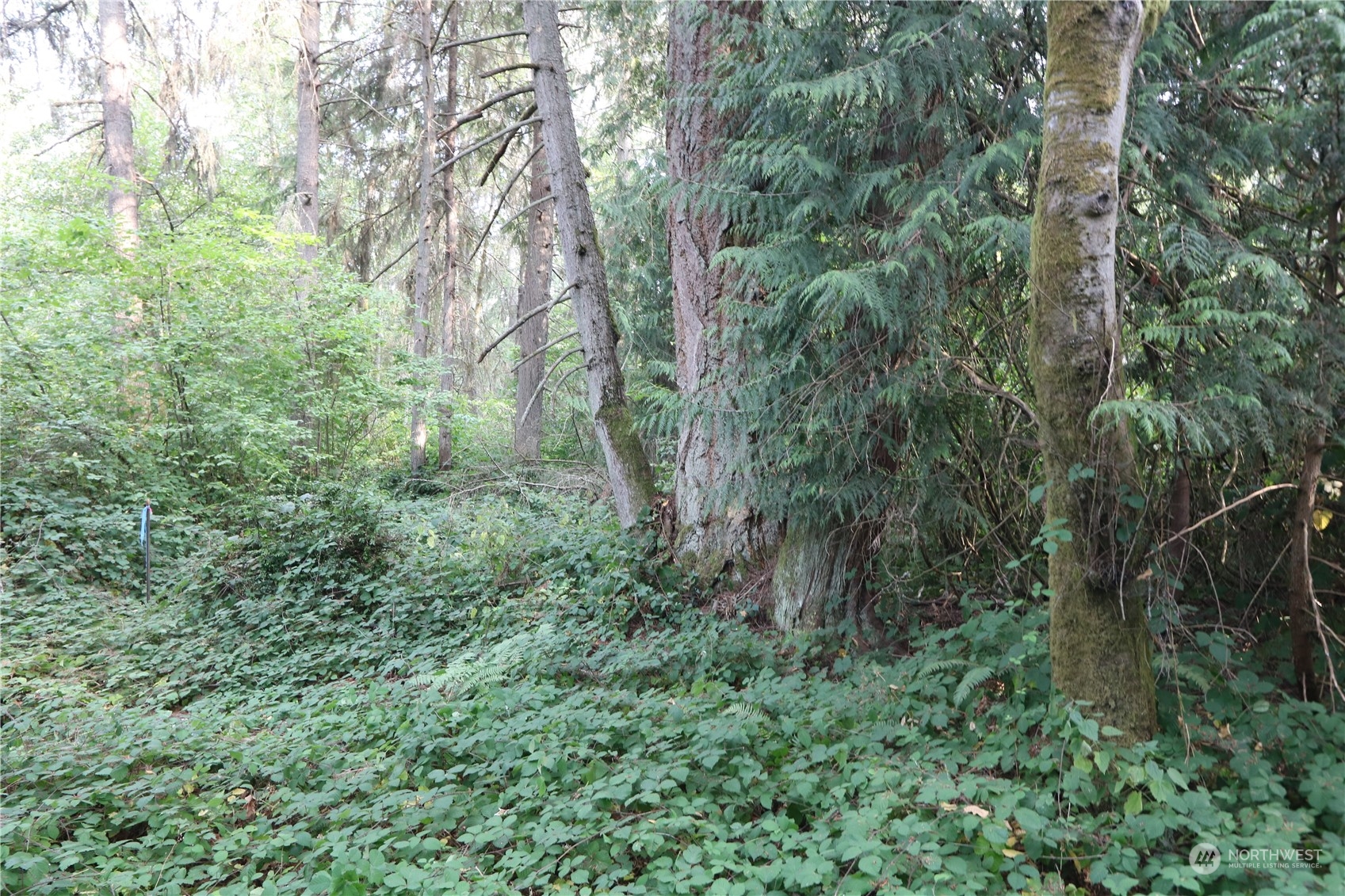 124-xx Southwest Cove Road Vashon, WA 98070 - Photo 20 of 22 a view of a lush green forest