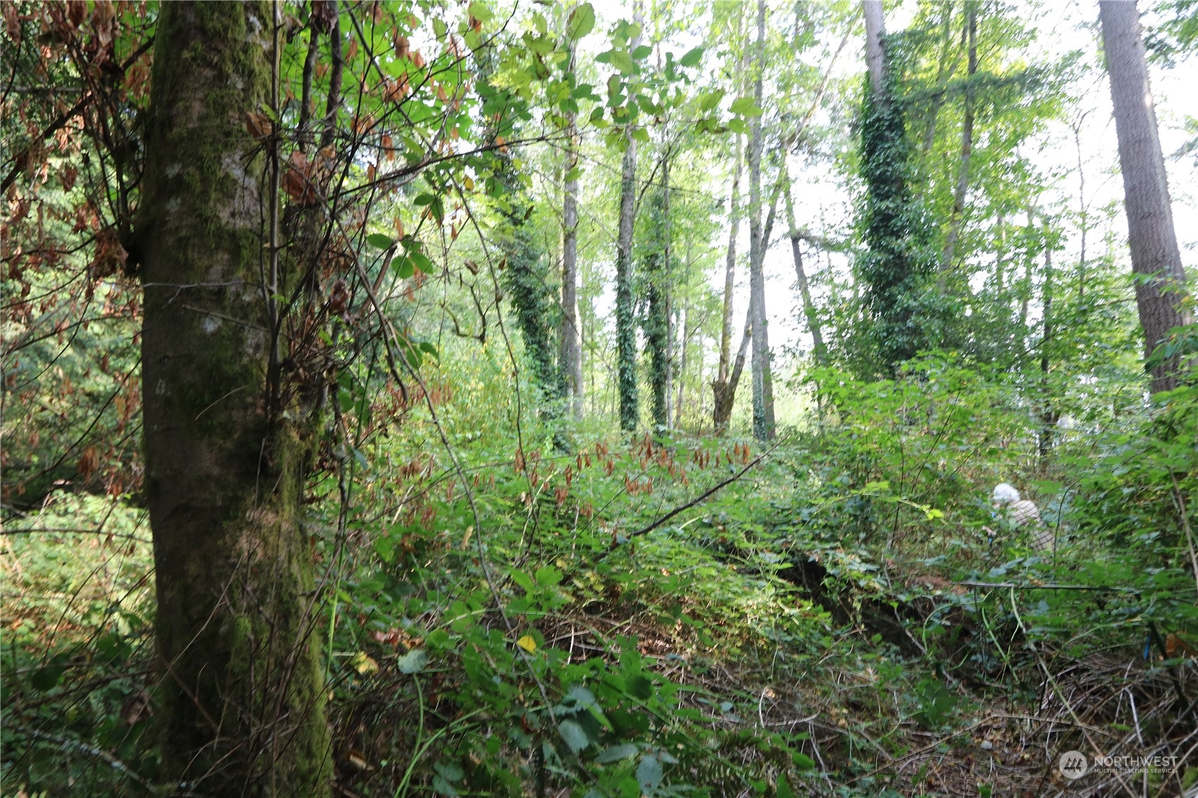 124-xx Southwest Cove Road Vashon, WA 98070 - Photo 2 of 22 a view of forest