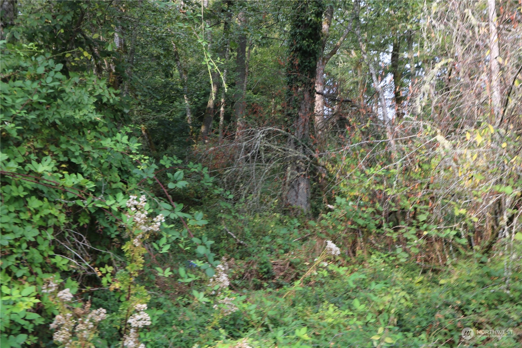 124-xx Southwest Cove Road Vashon, WA 98070 - Photo 3 of 22 a view of a forest with a tree