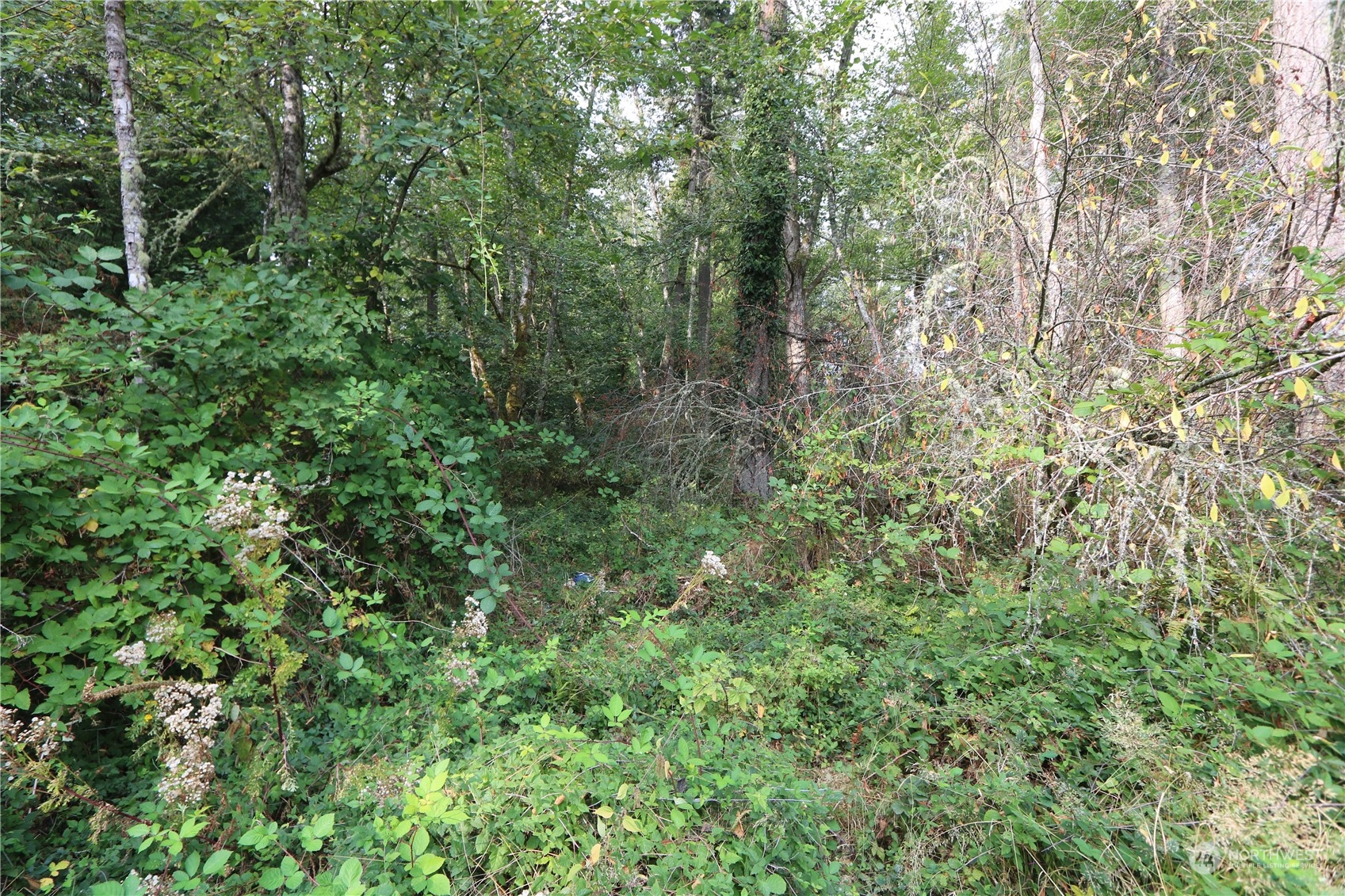124-xx Southwest Cove Road Vashon, WA 98070 - Photo 5 of 22 a view of a lush green forest