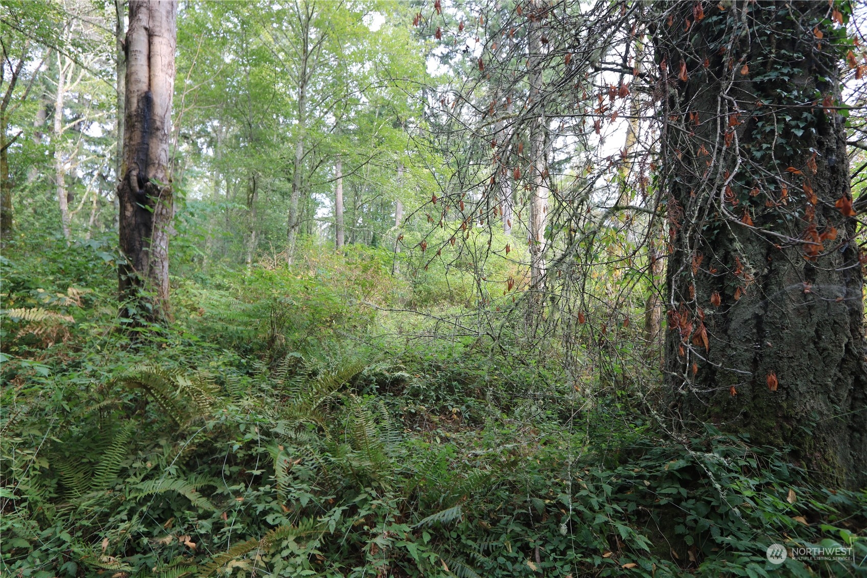 124-xx Southwest Cove Road Vashon, WA 98070 - Photo 6 of 22 a view of forest