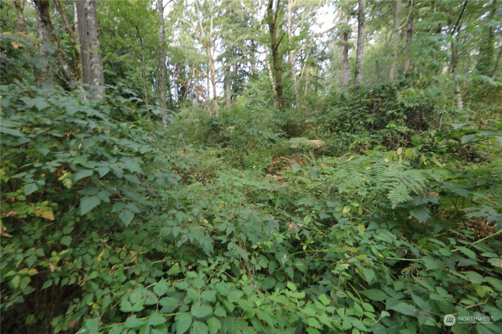 124-xx Southwest Cove Road Vashon, WA 98070 - Photo 7 of 22 a view of a lush green forest