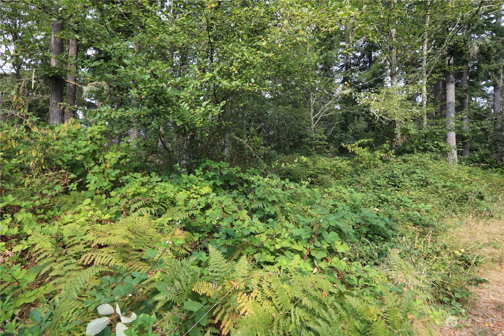 124-xx Southwest Cove Road Vashon, WA 98070 - Photo 9 of 22 a view of a lush green forest with large trees
