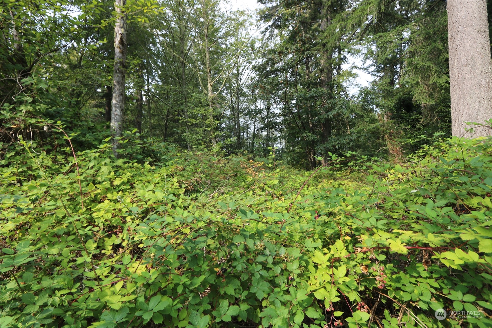 124-xx Southwest Cove Road Vashon, WA 98070 - Photo 10 of 22 a view of a lush green forest