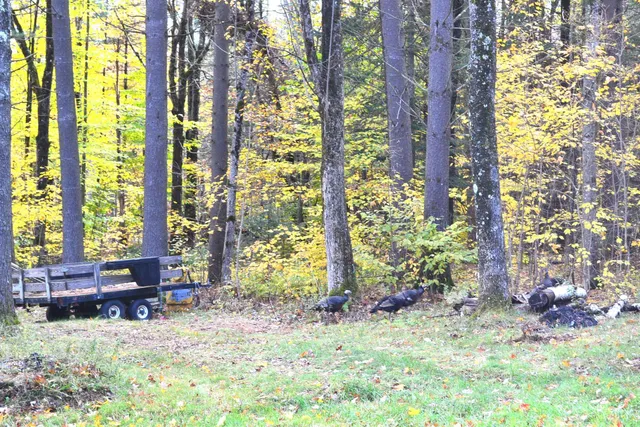 $125,000 | 2305 West Hill Road, Roxbury, VT 05669