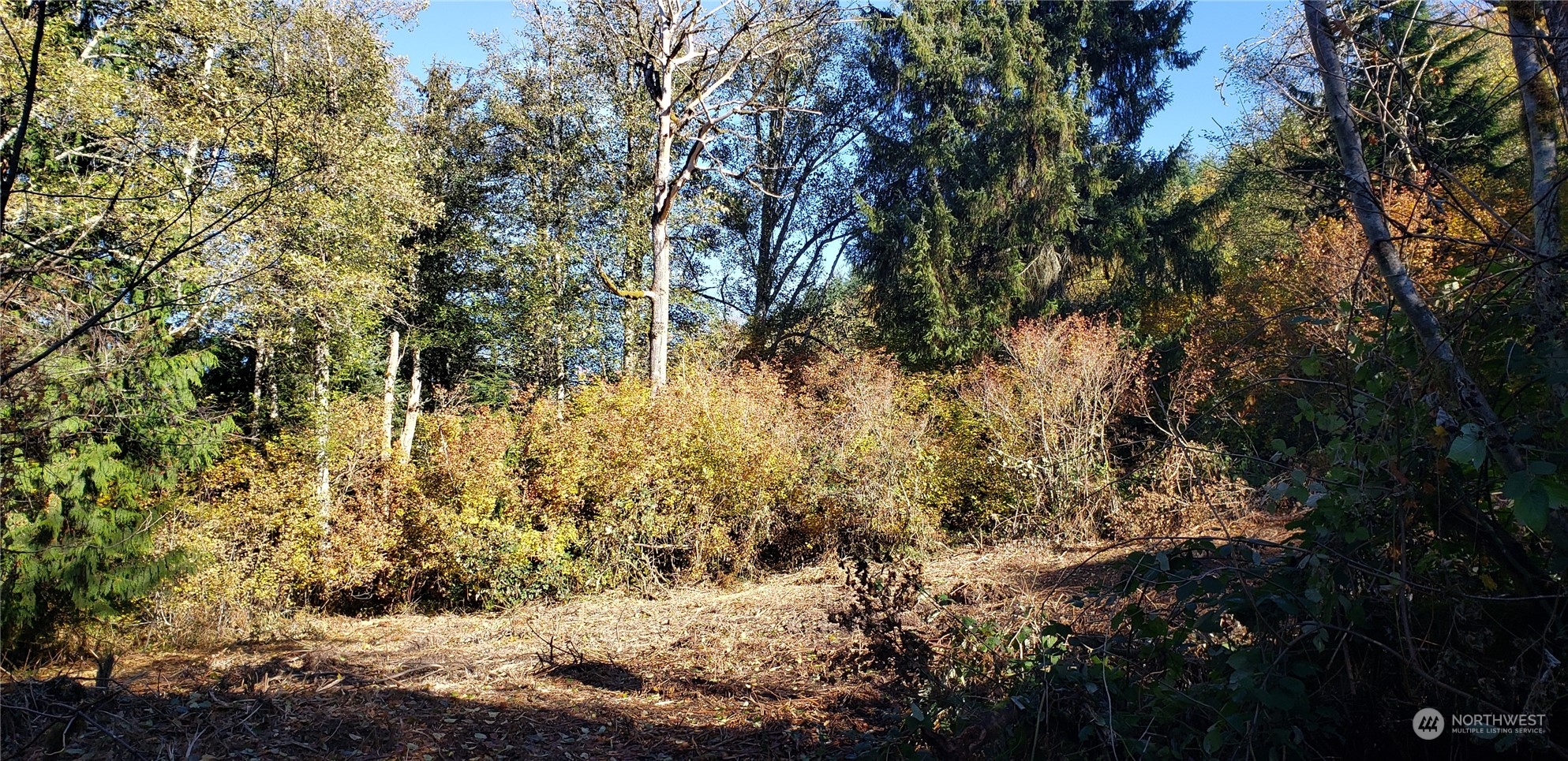 357-lot D Southeast 357-lot D Se Cumberland Ridge Road Southeast Enumclaw, WA 98022 - Photo 13 of 33 a view of a tree in a yard