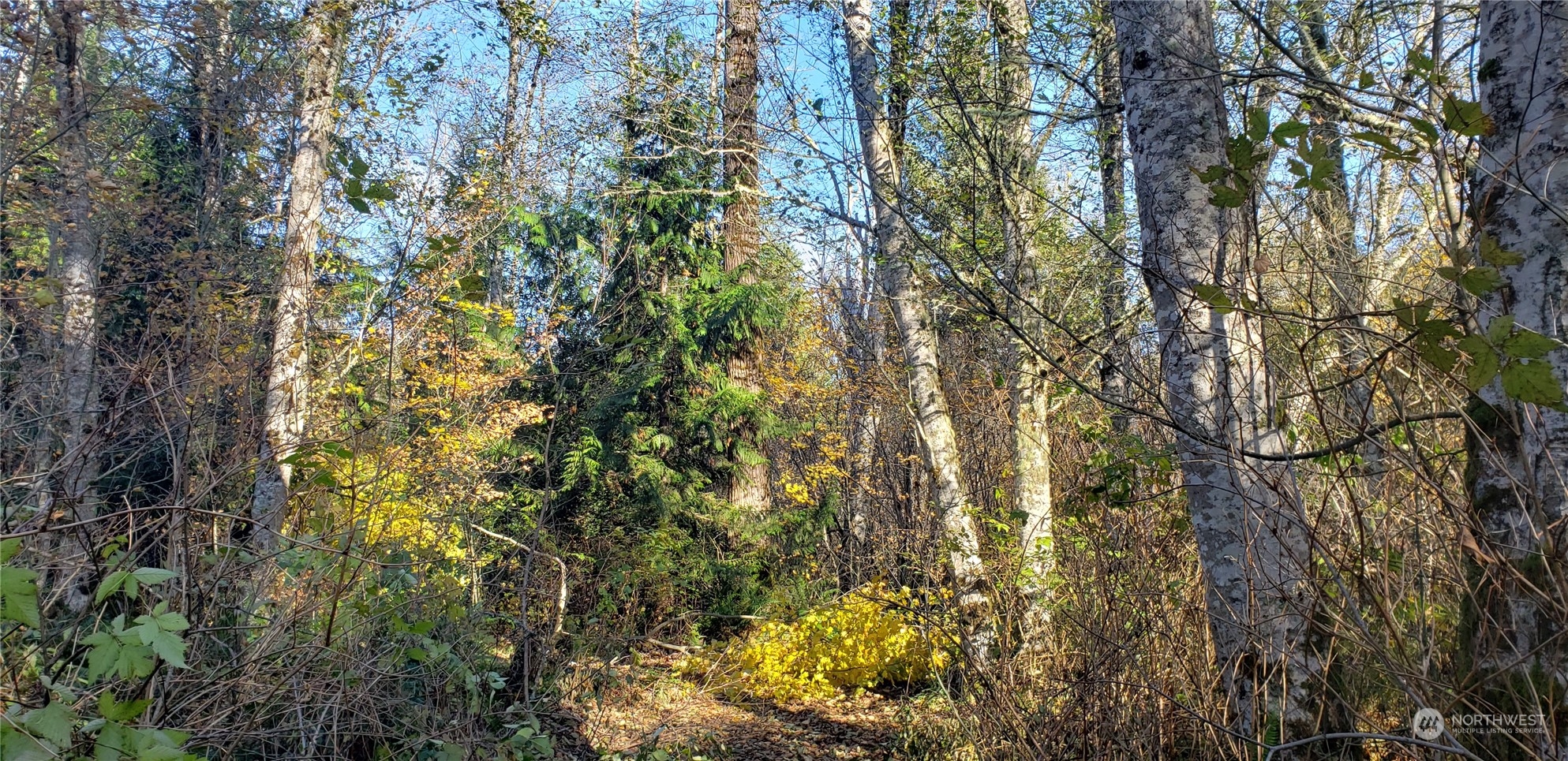 357-lot D Southeast 357-lot D Se Cumberland Ridge Road Southeast Enumclaw, WA 98022 - Photo 15 of 33 a view of forest