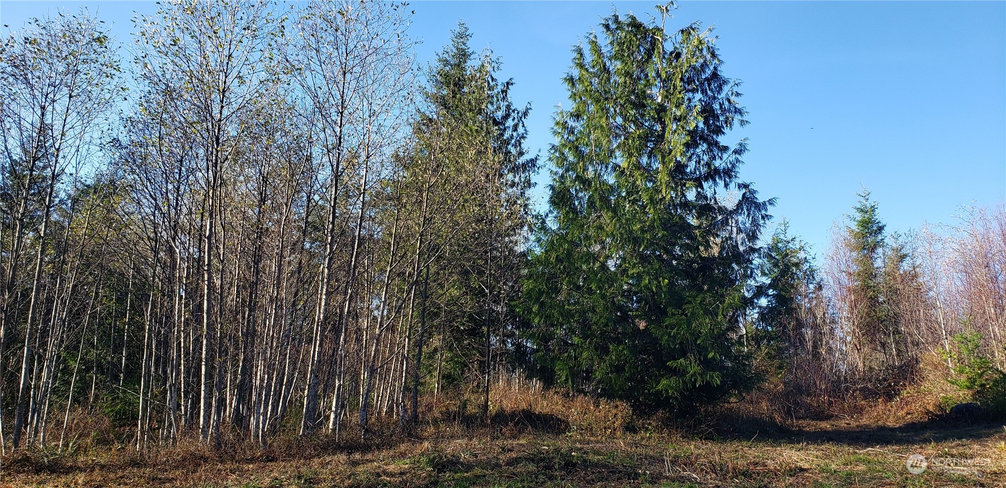 357-lot D Southeast 357-lot D Se Cumberland Ridge Road Southeast Enumclaw, WA 98022 - Photo 21 of 33 a view of a backyard