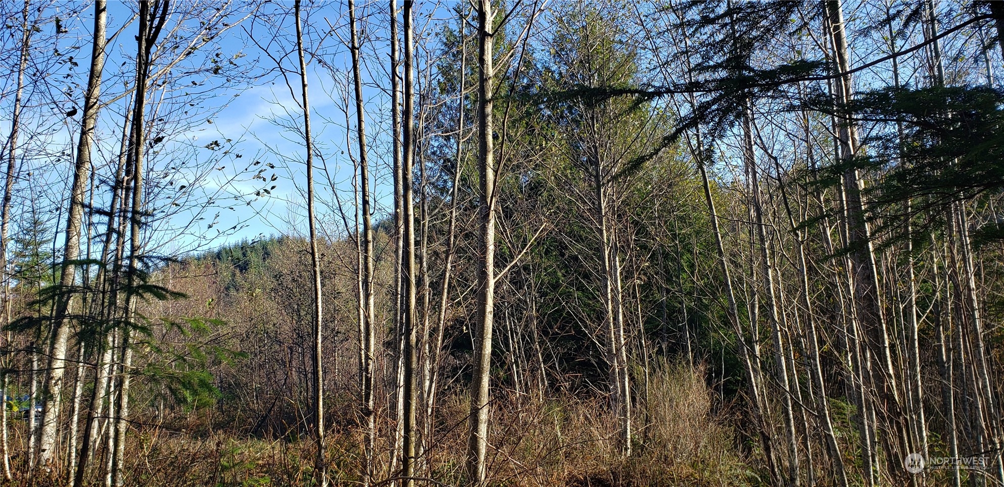 357-lot D Southeast 357-lot D Se Cumberland Ridge Road Southeast Enumclaw, WA 98022 - Photo 23 of 33 a view of a yard