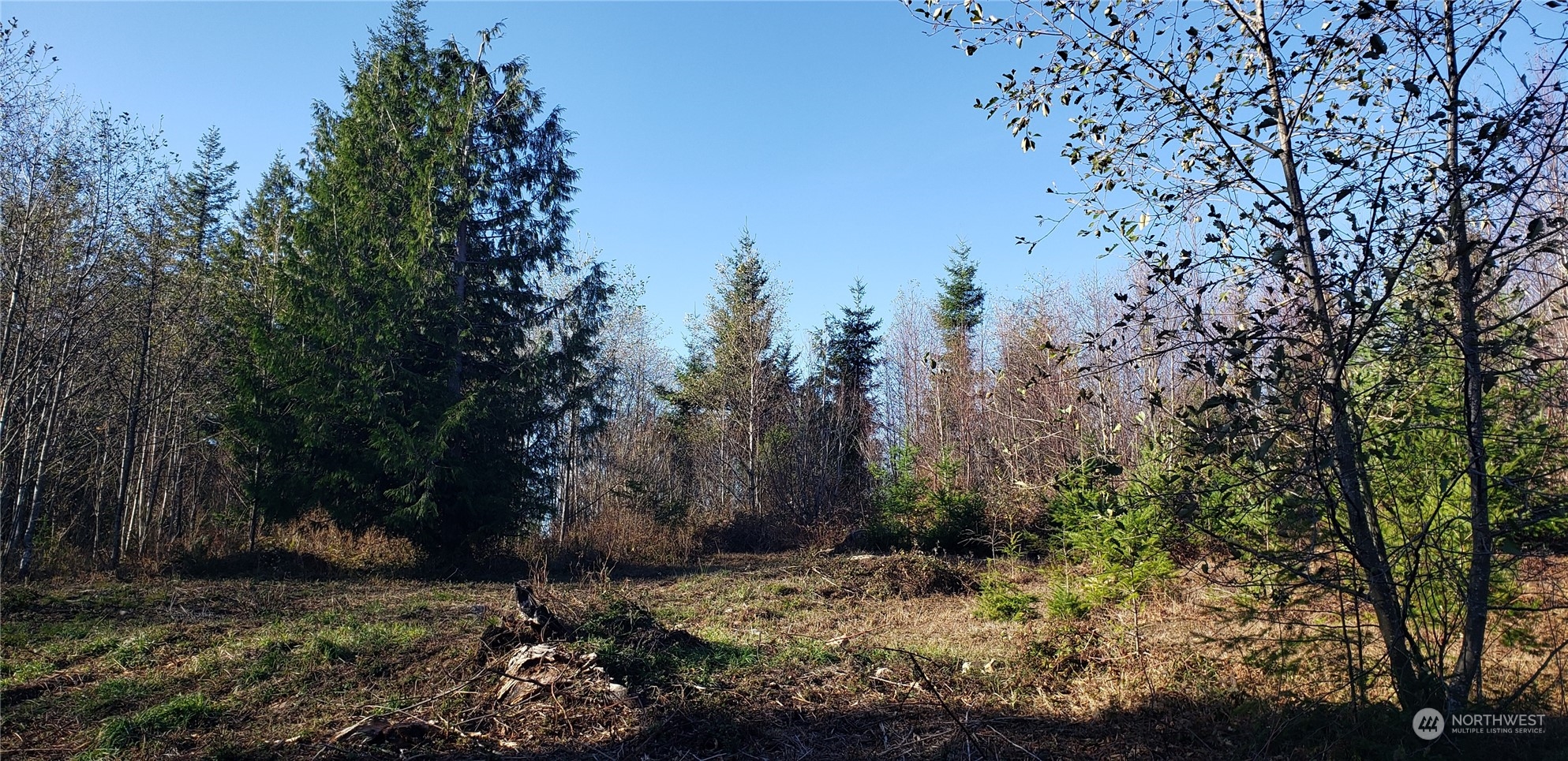 357-lot D Southeast 357-lot D Se Cumberland Ridge Road Southeast Enumclaw, WA 98022 - Photo 3 of 33 a view of a tree with a yard