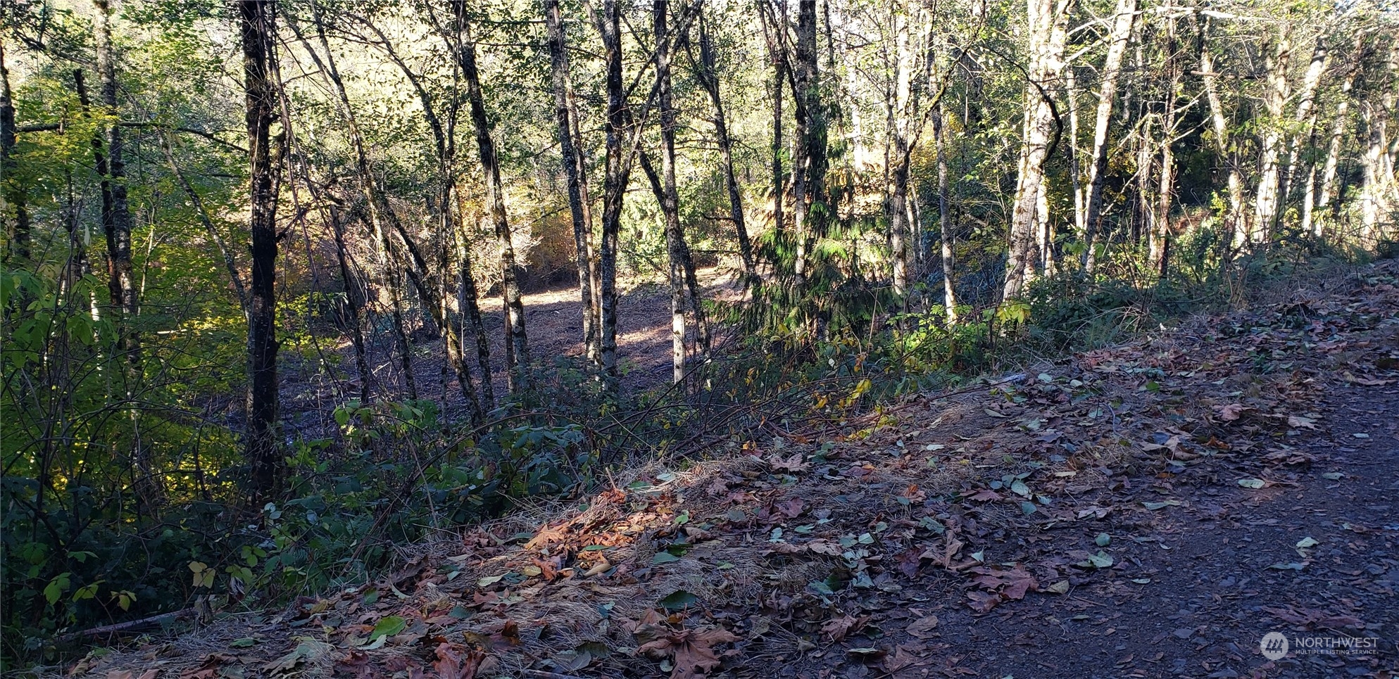 357-lot D Southeast 357-lot D Se Cumberland Ridge Road Southeast Enumclaw, WA 98022 - Photo 31 of 33 a view of a forest with trees