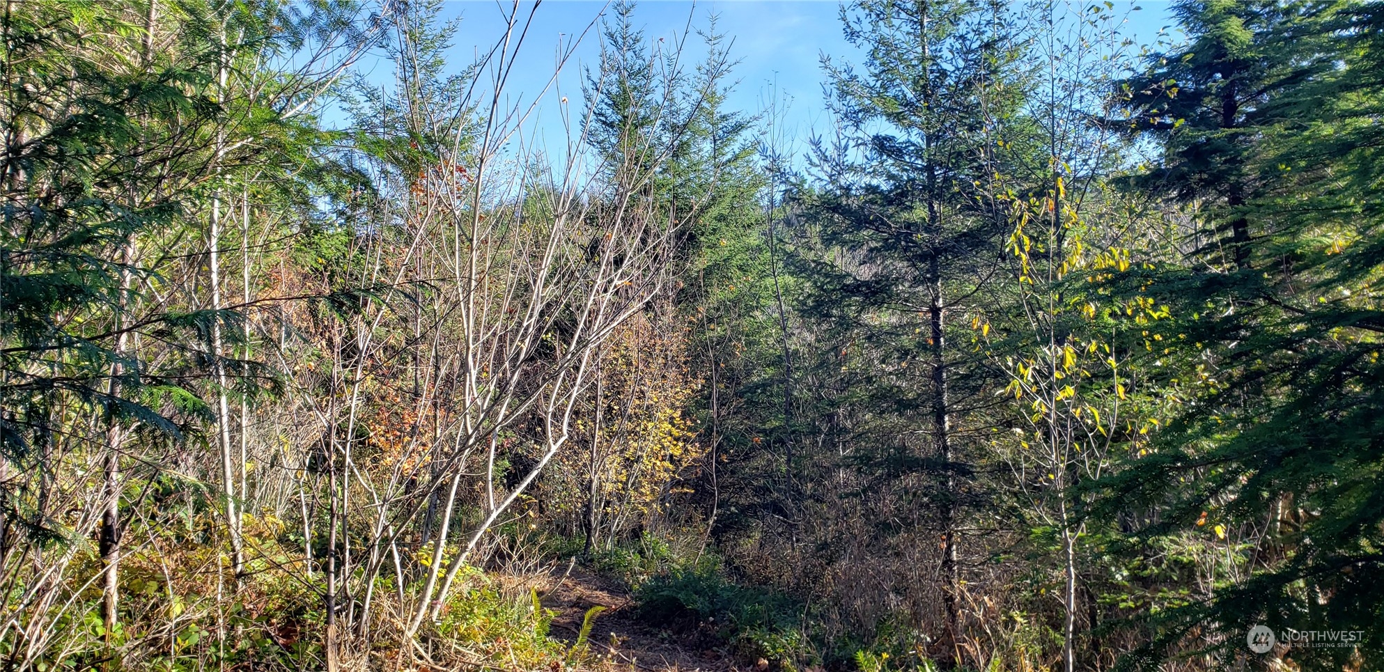 357-lot D Southeast 357-lot D Se Cumberland Ridge Road Southeast Enumclaw, WA 98022 - Photo 4 of 33 a view of a plants in a forest