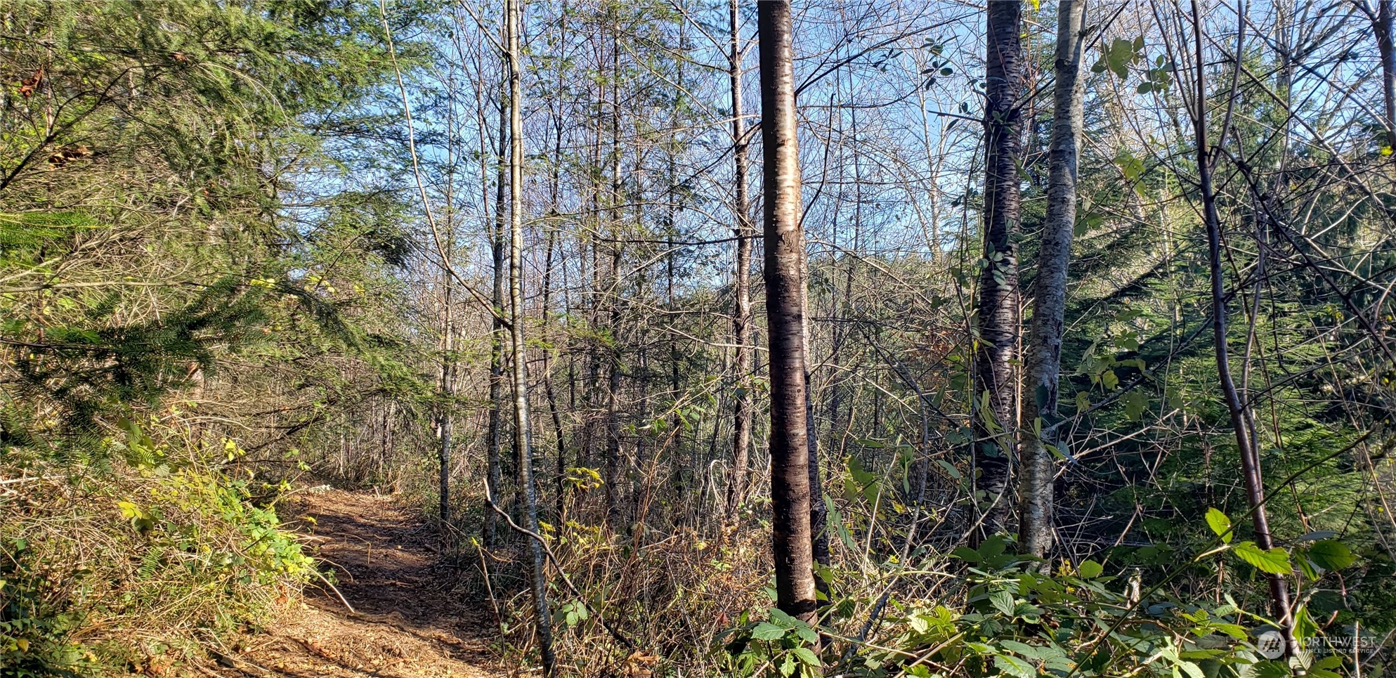 357-lot D Southeast 357-lot D Se Cumberland Ridge Road Southeast Enumclaw, WA 98022 - Photo 6 of 33 a view of a forest