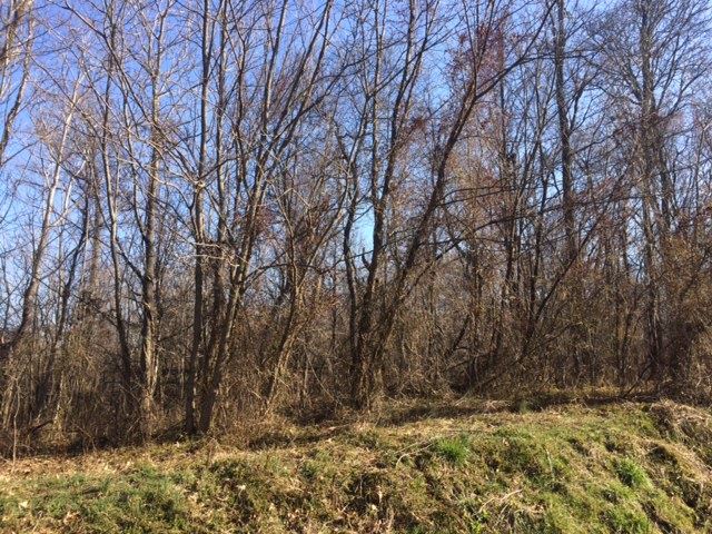 Mcneely Road Tennyson, IN 47637 - Photo 1 of 1